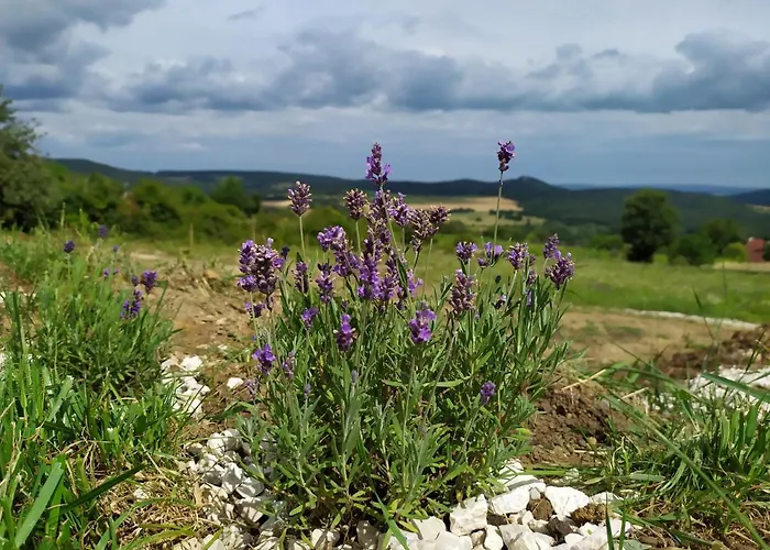 Villa Káli Vineyard Estate